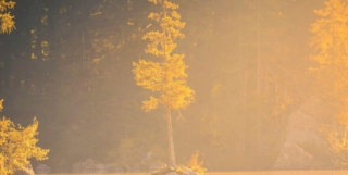 De la nature dans le jeu vidéo, esthétiques environnementales – 2016